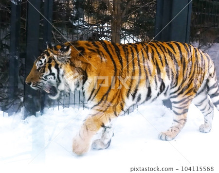 在丸山動物園很受歡迎 104115568