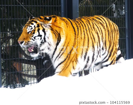 Popular in Maruyama zoo 104115569