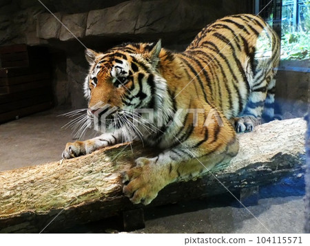 Popular in Maruyama zoo 104115571