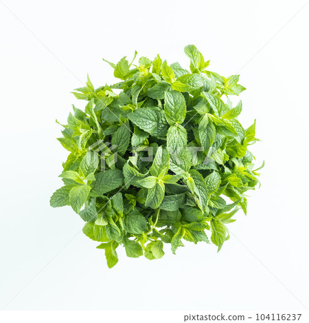 mint on white background 104116237