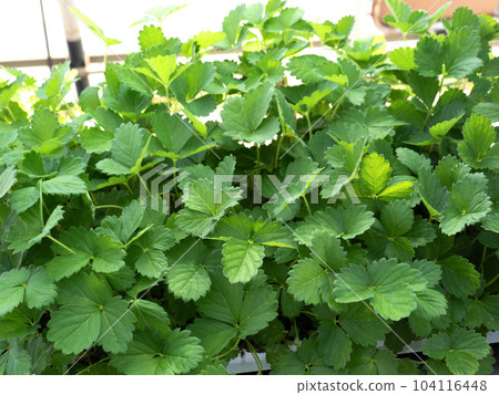 Strawberry seedlings Strawberry seedlings 104116448