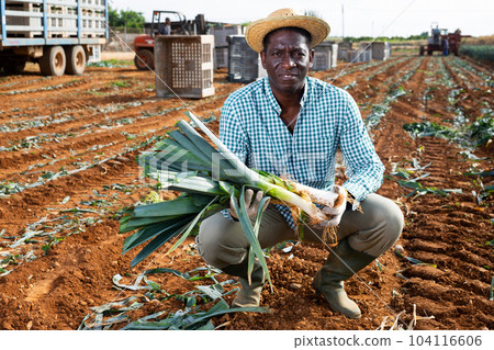 African american man with a leek in hand in field African american man with a leek in hand in field 104116606