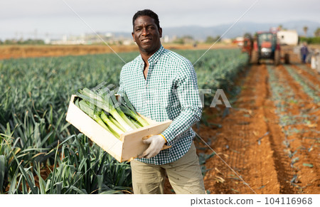 Successful african american horticulturist showing harested leek in box Successful african american horticulturist showing harested leek in box 104116968