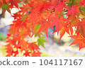 秋天的樹葉 104117167