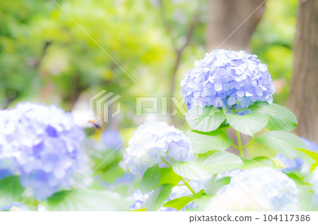 hydrangea   104117386