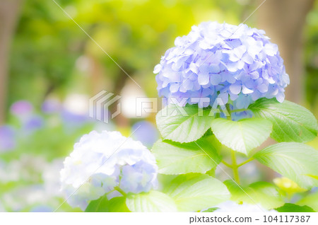 hydrangea hydrangea 104117387