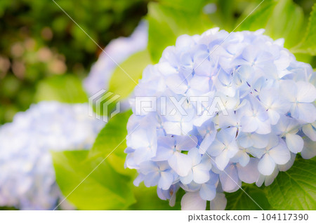 hydrangea hydrangea 104117390