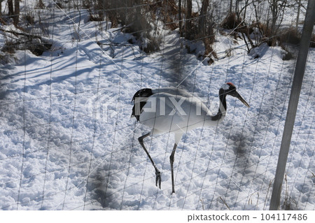 Dandoral起重機 104117486