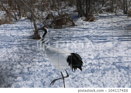 Dandoral起重機 104117488