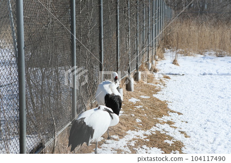 Dandoral cranes Dandoral cranes 104117490