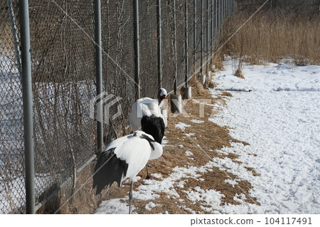 Dandoral cranes Dandoral cranes 104117491