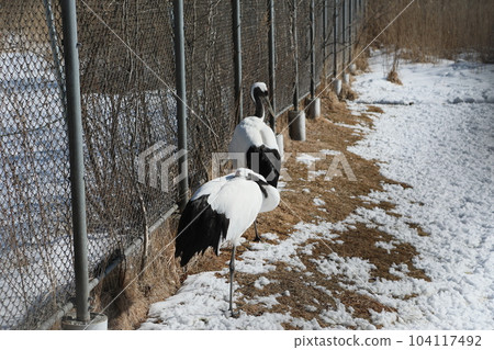 Dandoral cranes Dandoral cranes 104117492