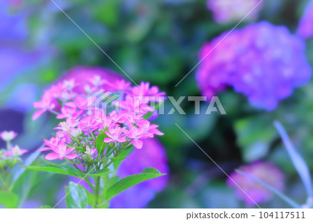 pretty pink hydrangea flower pretty pink hydrangea flower 104117511