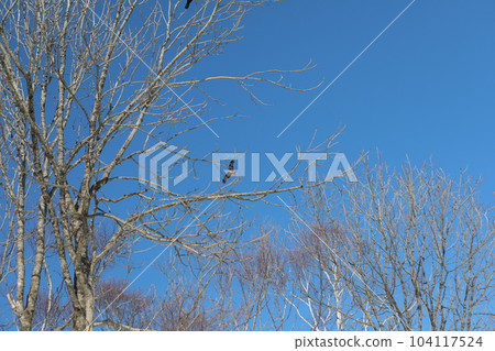 北海道 北海道 104117524