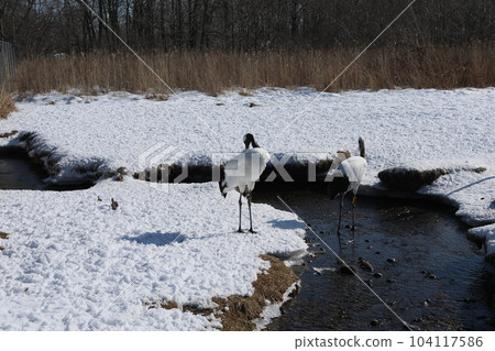 Dandoral cranes Dandoral cranes 104117586