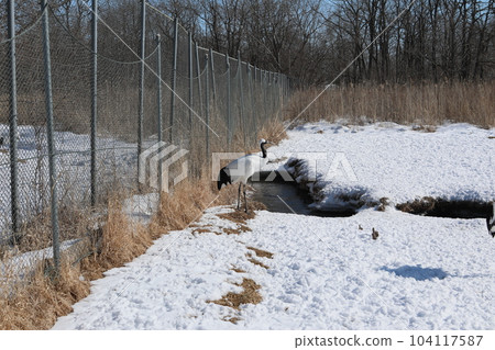 Dandoral cranes Dandoral cranes 104117587