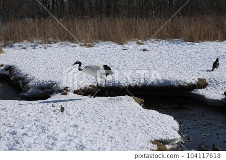Dandoral cranes Dandoral cranes 104117618