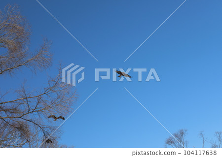 Hokkaido Hokkaido 104117638