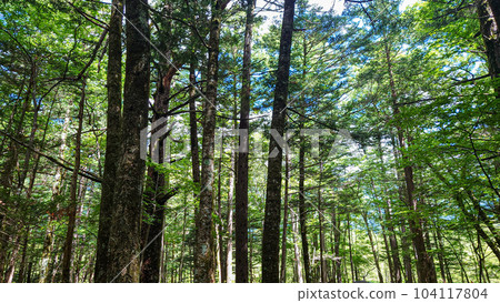 Summer forest with sunlight filtering through trees Summer forest with sunlight filtering through trees 104117804