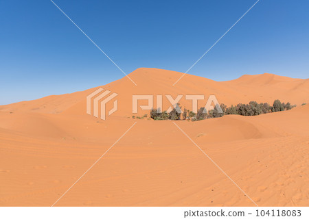駱駝在摩洛哥撒哈拉沙漠徒步旅行 駱駝在摩洛哥撒哈拉沙漠徒步旅行 104118083