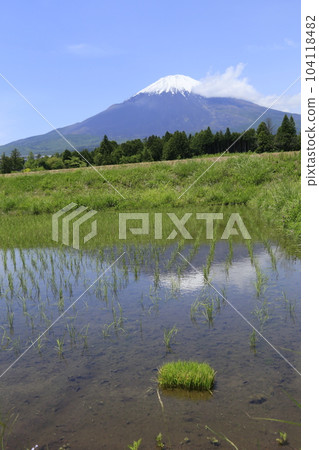 Gotemba rice fields and beautiful Mount Fuji 104118482