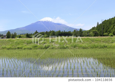 御殿場稻田和美麗的富士山 御殿場稻田和美麗的富士山 104118656