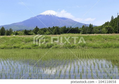 御殿場稻田和美麗的富士山 104118658