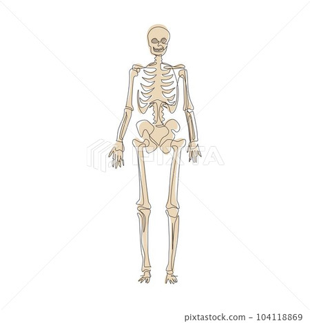 Continuous one line drawing human skeleton image, useful for creating medical and scientific materials. Anatomy, medicine and biology concept. Single line draw design vector graphic illustration Continuous one line drawing human skeleton image, useful for creating medical and scientific materials. Anatomy, medicine and biology concept. Single line draw design vector graphic illustration 104118869