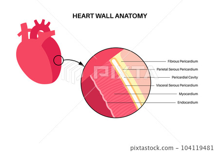 Heart wall anatomy 104119481