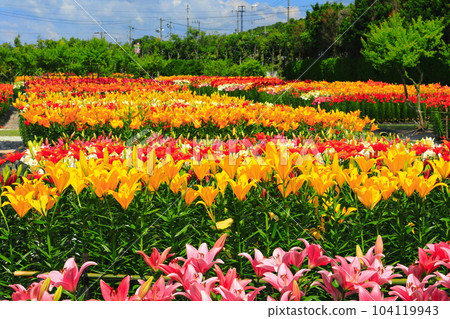 [Hyogo] Early blooming lilies are in full bloom at Sasayama Tamamizu Lily Garden 104119943