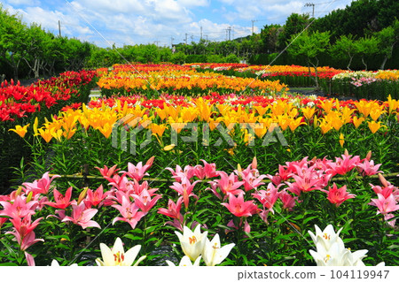 [兵庫]早開的百合在筱山玉水百合園盛開 104119947