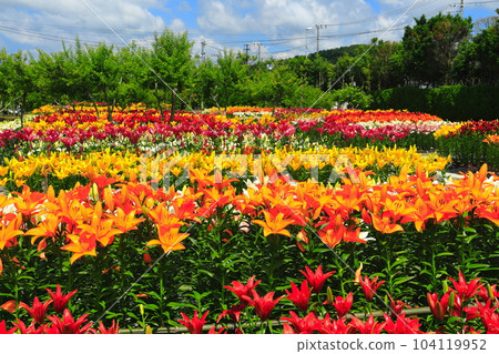 [兵庫]早開的百合在筱山玉水百合園盛開 104119952