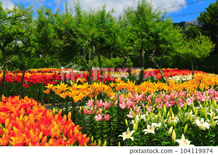 [Hyogo] Early blooming lilies are in full bloom at Sasayama Tamamizu Lily Garden 104119974