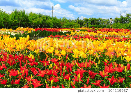 [Hyogo] Early blooming lilies are in full bloom at Sasayama Tamamizu Lily Garden 104119987