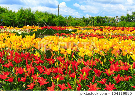 [Hyogo] Early blooming lilies are in full bloom at Sasayama Tamamizu Lily Garden 104119990