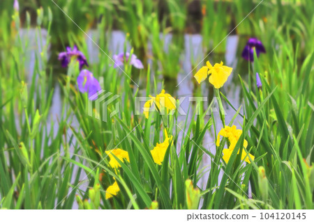 美麗的黃色鳶尾花在水邊綻放，被雨淋濕 104120145
