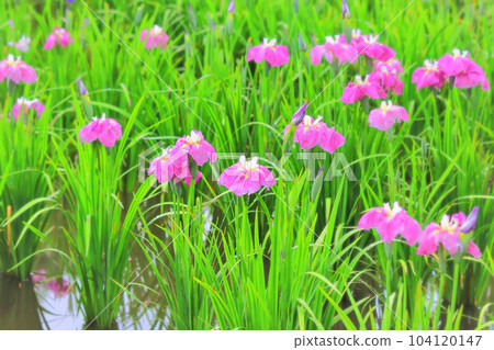 美麗的紅紫色虹膜在雨中濕潤 104120147