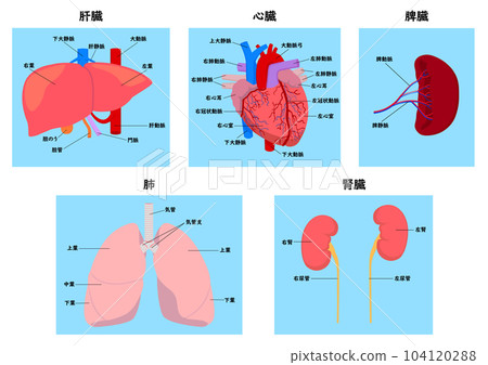 人體主要器官名稱:肝、心、脾、肺、腎 人體主要器官名稱:肝、心、脾、肺、腎 104120288