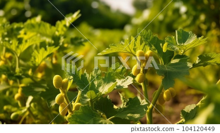 Close up of mustard Vegetable plant in plantation 104120449