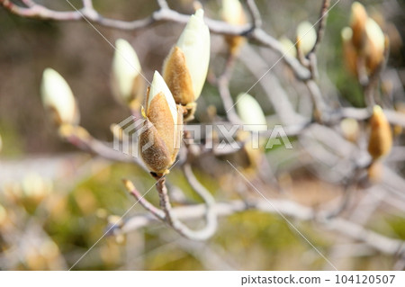 早春開花的白玉蘭花 早春開花的白玉蘭花 104120507