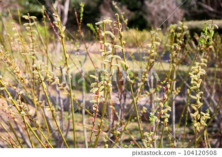 早春發芽的狗柳花 早春發芽的狗柳花 104120508
