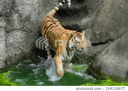 進入水中的東北虎雌性 進入水中的東北虎雌性 104120677