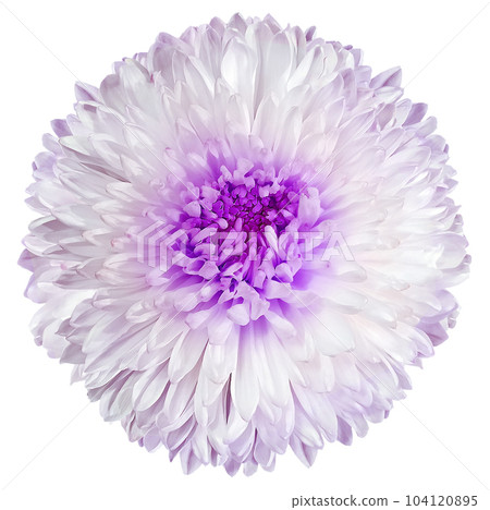 White-purple chrysanthemum. Flower on a white isolated background with clipping path. For design. Closeup. Nature. White-purple chrysanthemum. Flower on a white isolated background with clipping path. For design. Closeup. Nature. 104120895