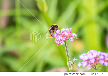 Bumble-bee sitting on Verbena purple flower in green garden 104121149