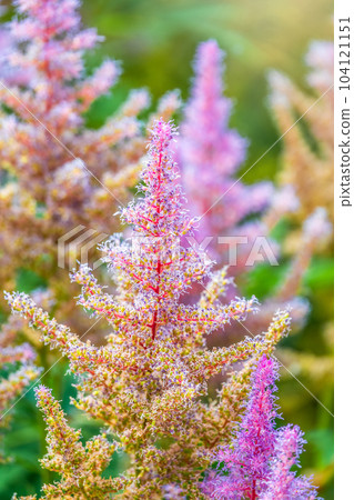 Chinese astilbe, Astilbe chinensis pumila, pink flowers in garden 104121151