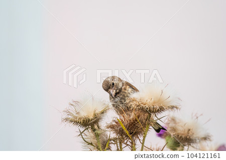 European goldfinch with juvenile plumage, feeding on the seeds of thistles. Carduelis carduelis. 104121161