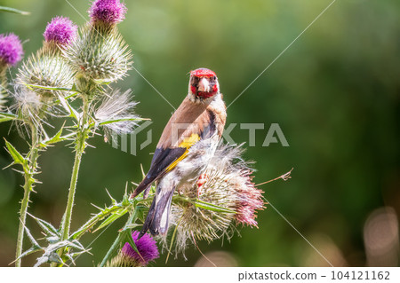 European goldfinch, feeding on the seeds of thistles. Carduelis carduelis. 104121162