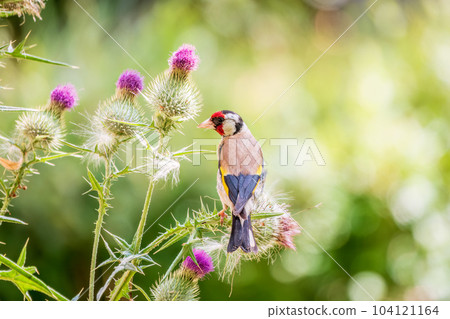 European goldfinch, feeding on the seeds of thistles. Carduelis carduelis. European goldfinch, feeding on the seeds of thistles. Carduelis carduelis. 104121164