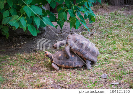 Couple of red-footed tortoises, Chelonoidis carbonarius, mating during breeding season, Vulnerable reptile specie from America Couple of red-footed tortoises, Chelonoidis carbonarius, mating during breeding season, Vulnerable reptile specie from America 104121190