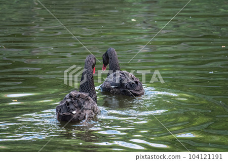 Two graceful black swans with a red beak is swimming on a lake with dark green water. Cygnus atratus Two graceful black swans with a red beak is swimming on a lake with dark green water. Cygnus atratus 104121191